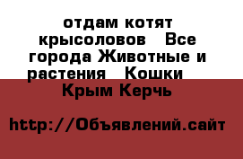 отдам котят крысоловов - Все города Животные и растения » Кошки   . Крым,Керчь